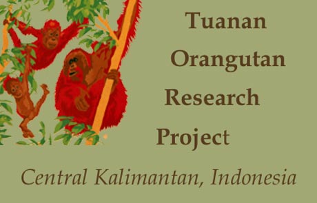 orangutan research